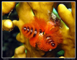 Christmas tree (Spirobranchus giganteus). Canon Ixus 980. by Bea & Stef Primatesta 